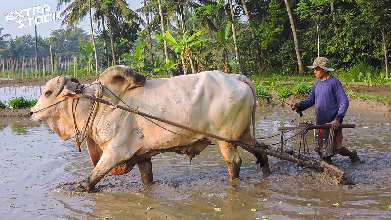 Detail Gambar Membajak Sawah Pakai Kerbau Nomer 19