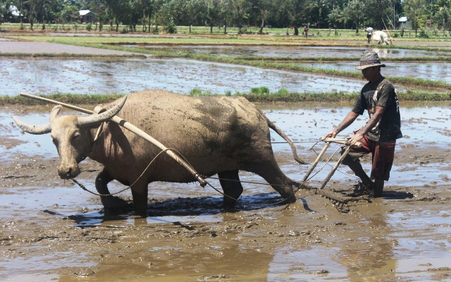 Detail Gambar Membajak Sawah Pakai Kerbau Nomer 20