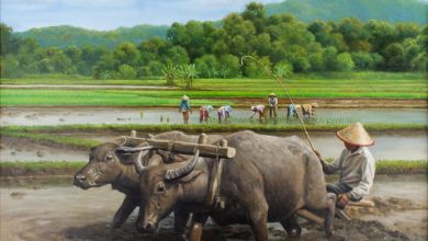 Detail Gambar Membajak Sawah Pakai Kerbau Nomer 25