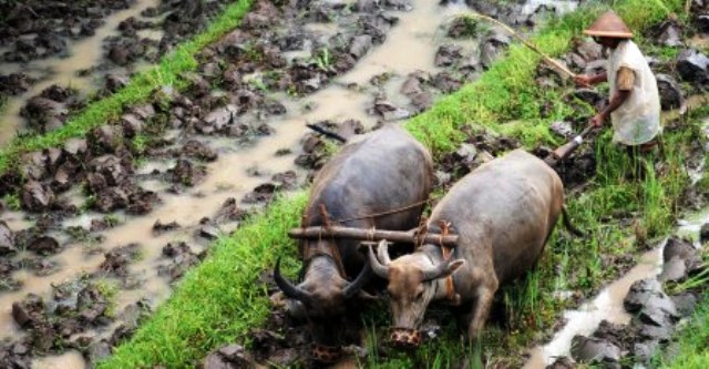 Detail Gambar Membajak Sawah Pakai Kerbau Nomer 30