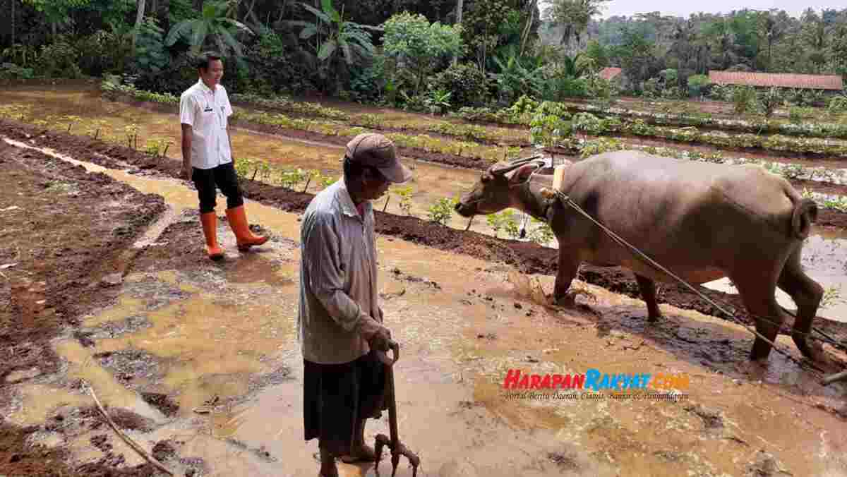 Detail Gambar Membajak Sawah Pakai Kerbau Nomer 34