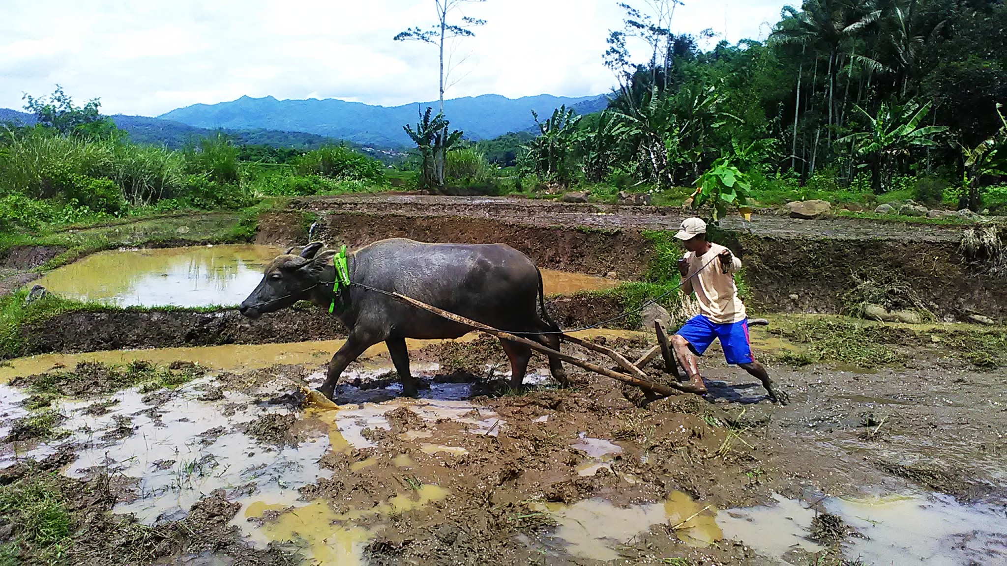 Detail Gambar Membajak Sawah Pakai Kerbau Nomer 35