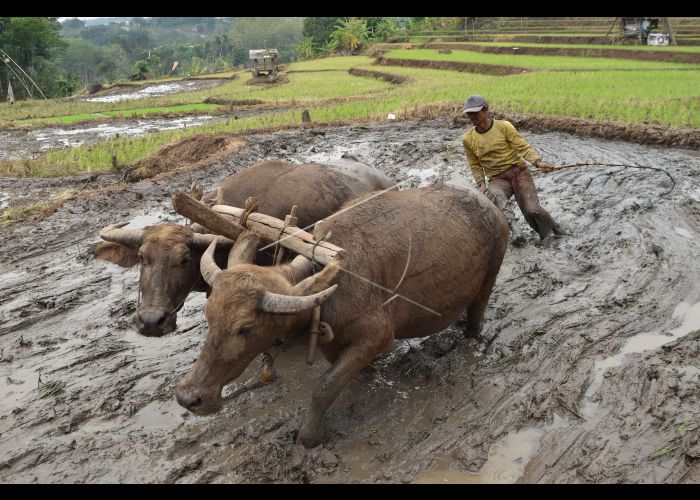 Detail Gambar Membajak Sawah Pakai Kerbau Nomer 7