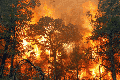 Detail Gambar Membakar Hutananimasi Nomer 17