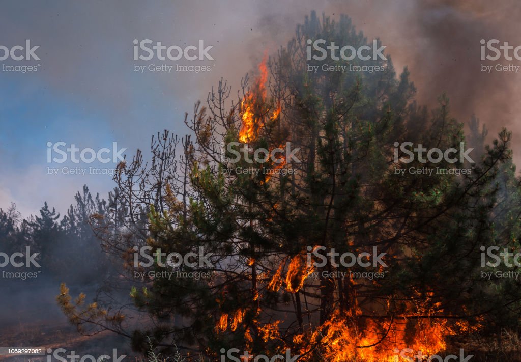 Detail Gambar Membakar Hutananimasi Nomer 25