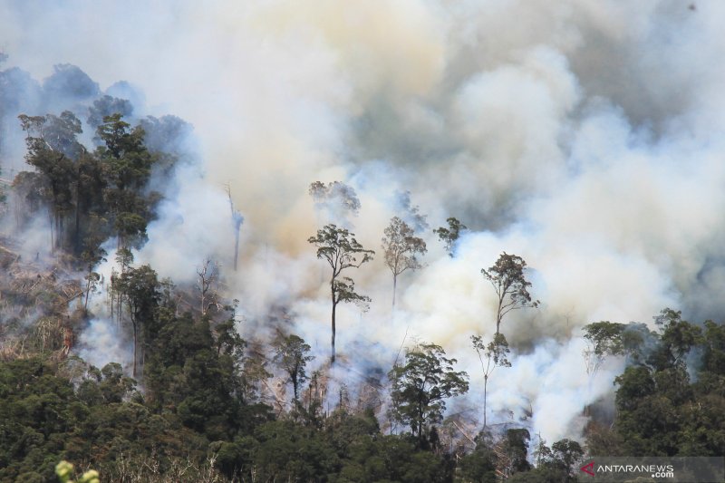 Detail Gambar Membakar Hutananimasi Nomer 40