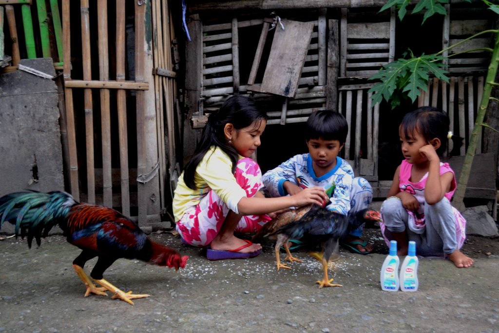 Detail Gambar Memberi Makan Ayam Nomer 30