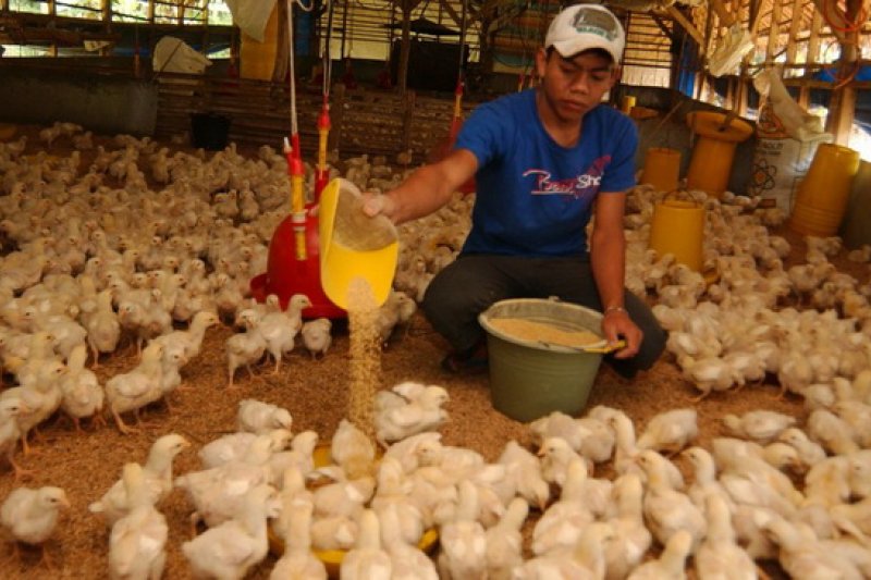 Detail Gambar Memberi Makan Ayam Nomer 41