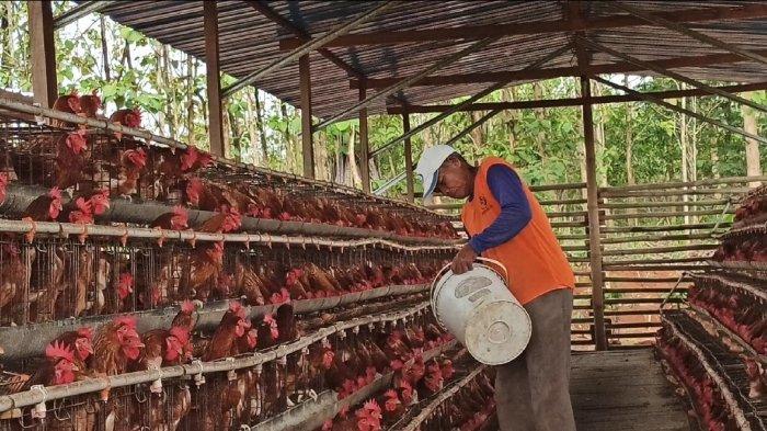 Detail Gambar Memberi Makan Ayam Nomer 45