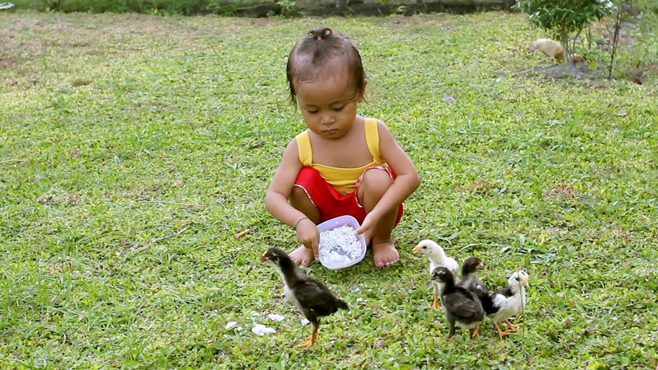 Detail Gambar Memberi Makan Ayam Nomer 7