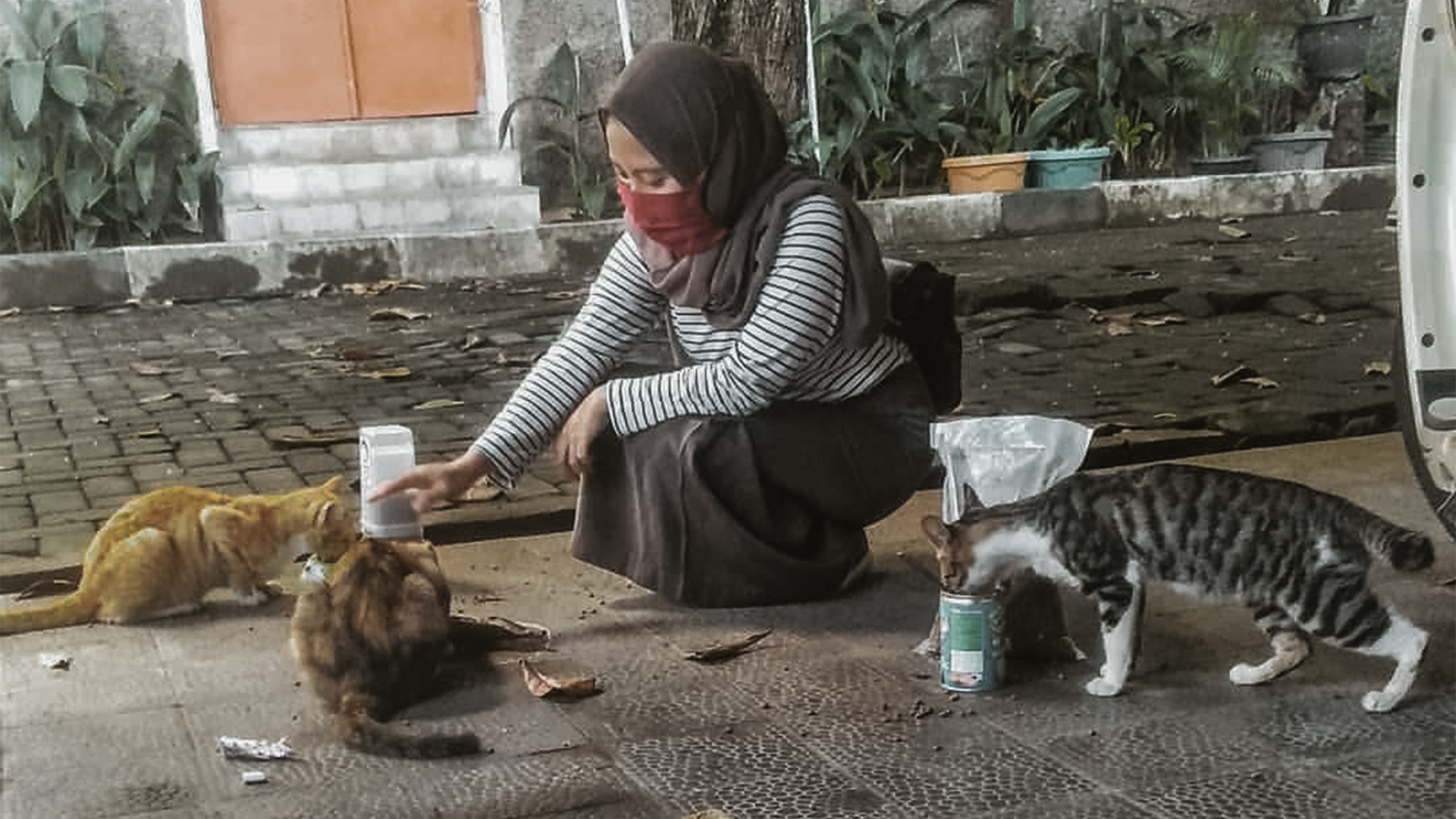 Detail Gambar Memberi Makan Kucing Nomer 11