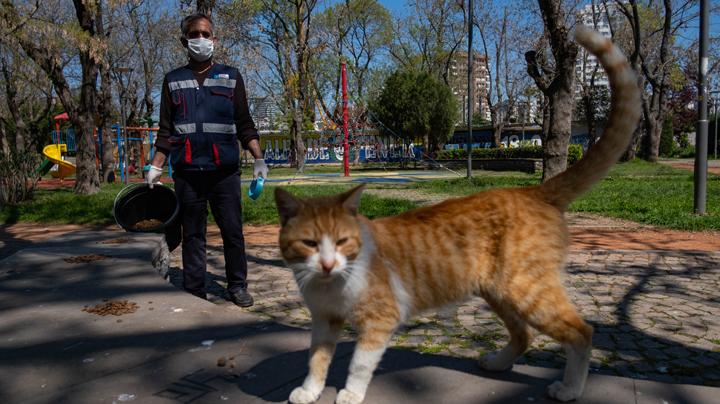 Detail Gambar Memberi Makan Kucing Nomer 15