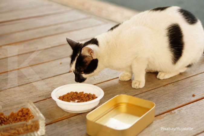 Detail Gambar Memberi Makan Kucing Nomer 19