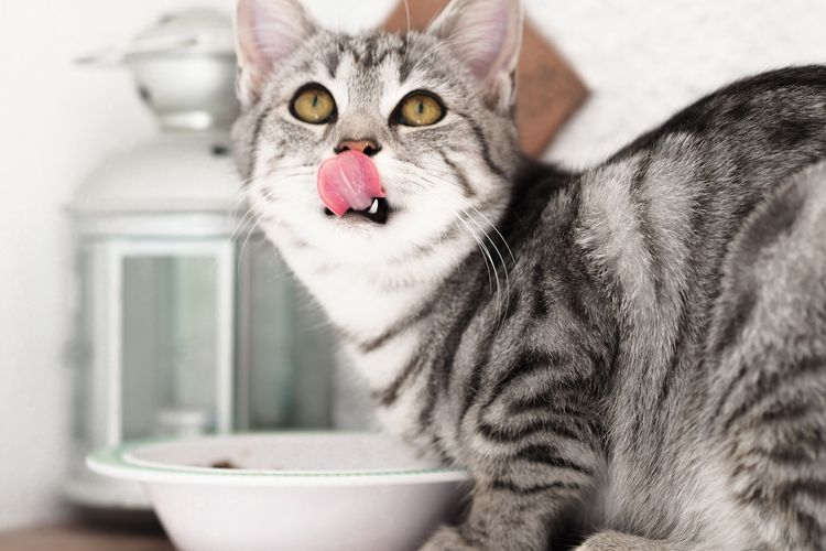 Detail Gambar Memberi Makan Kucing Nomer 23