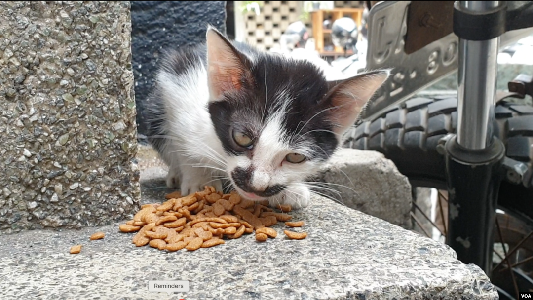 Detail Gambar Memberi Makan Kucing Nomer 4