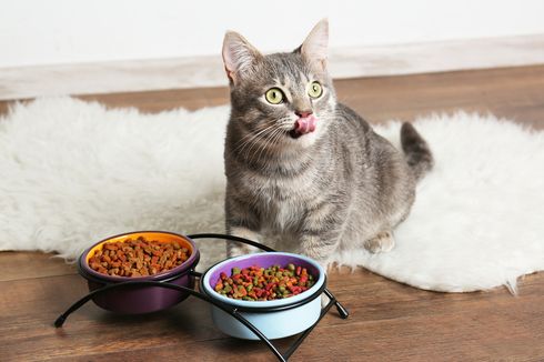 Detail Gambar Memberi Makanan Kucing Nomer 20