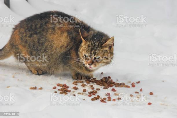 Detail Gambar Memberi Makanan Kucing Nomer 41