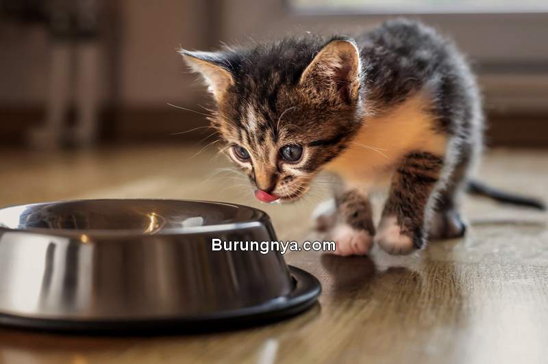 Detail Gambar Memberi Makanan Kucing Nomer 52