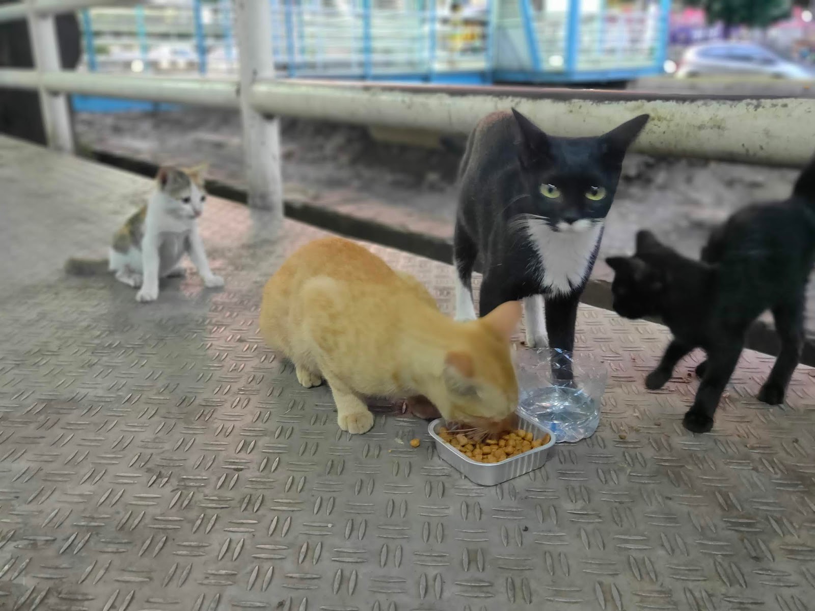 Detail Gambar Memberi Makanan Kucing Nomer 8