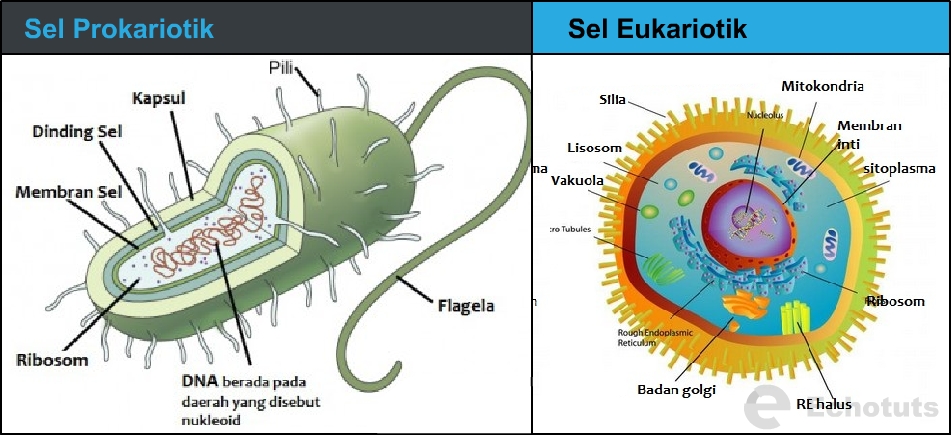 Detail Gambar Membran Inti Nomer 33