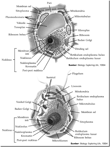 Detail Gambar Membran Inti Nomer 45