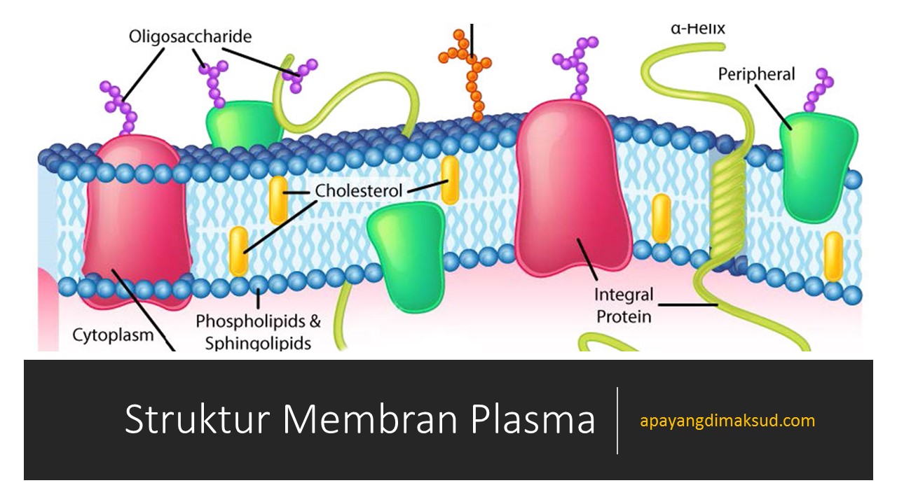 Detail Gambar Membran Plasma Nomer 19