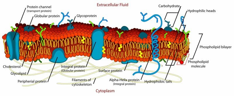 Detail Gambar Membran Plasma Nomer 2