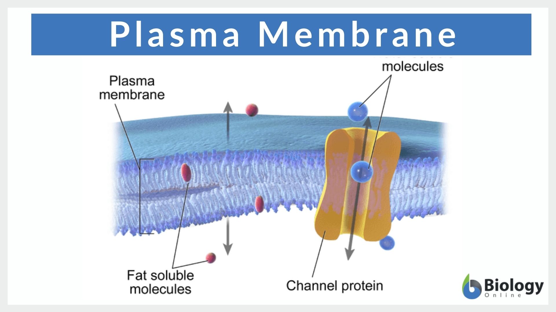 Detail Gambar Membran Plasma Nomer 23