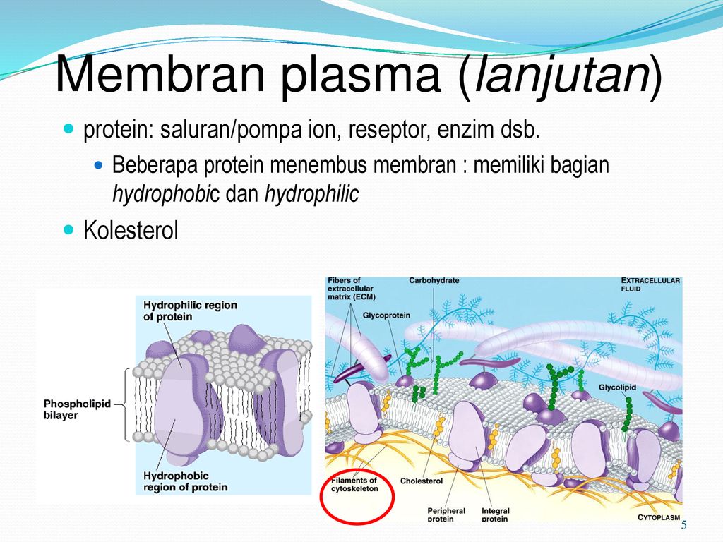 Detail Gambar Membran Plasma Nomer 37