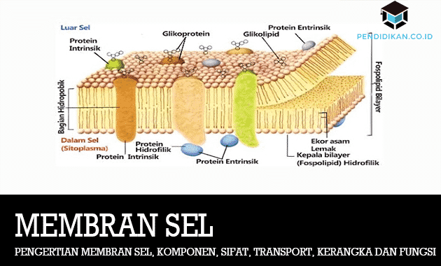 Detail Gambar Membran Plasma Nomer 48