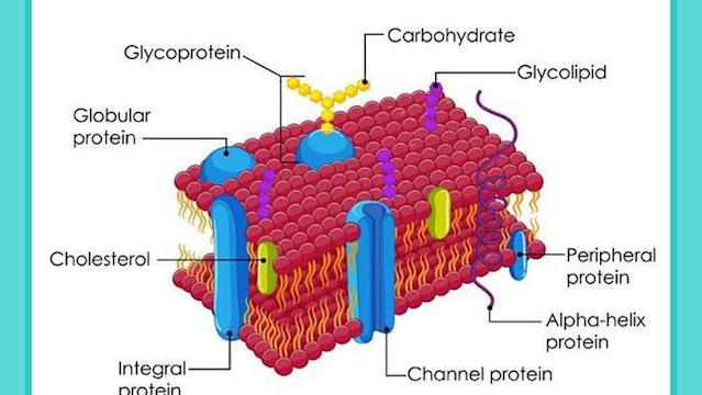 Detail Gambar Membran Sel Nomer 13