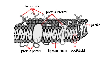 Detail Gambar Membran Sel Nomer 32
