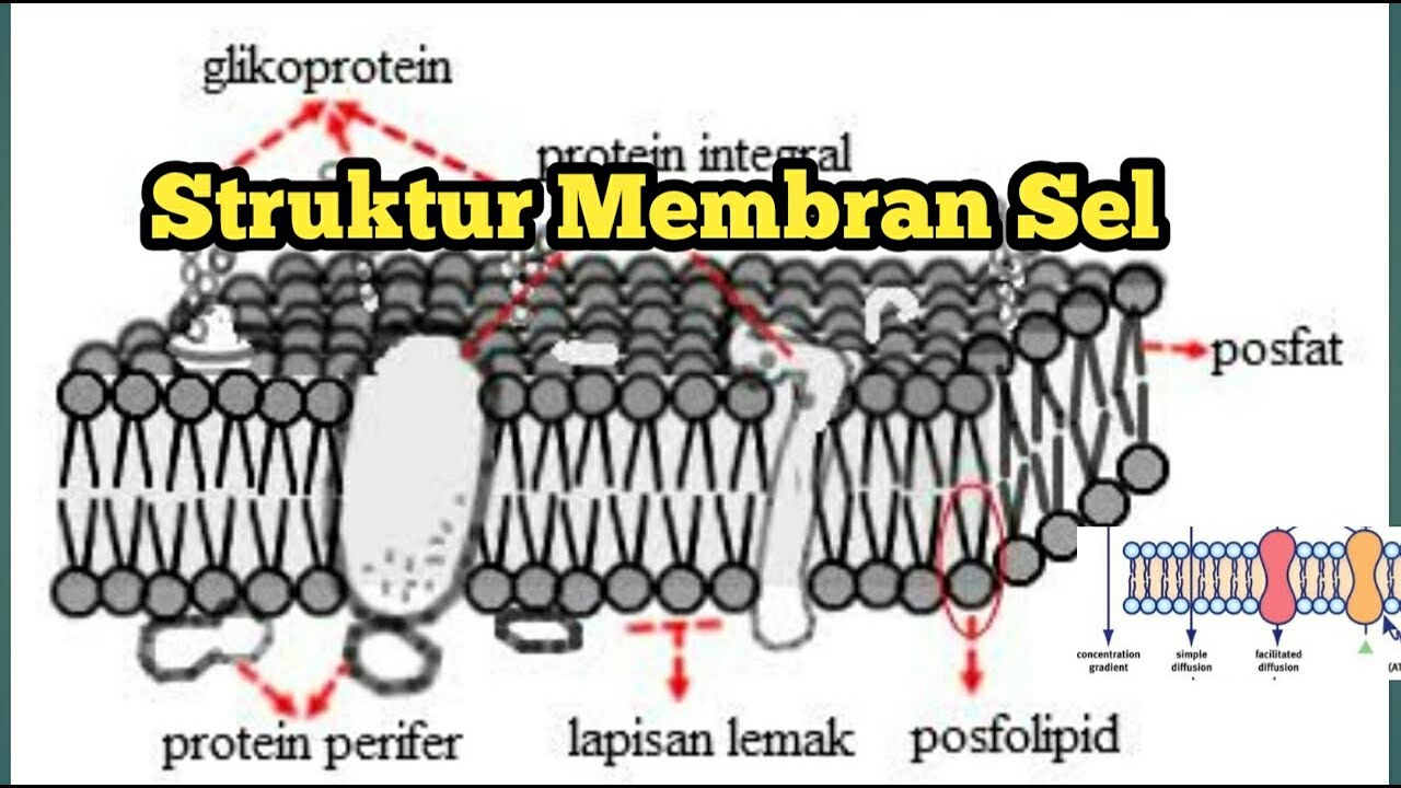 Detail Gambar Membran Sel Nomer 36