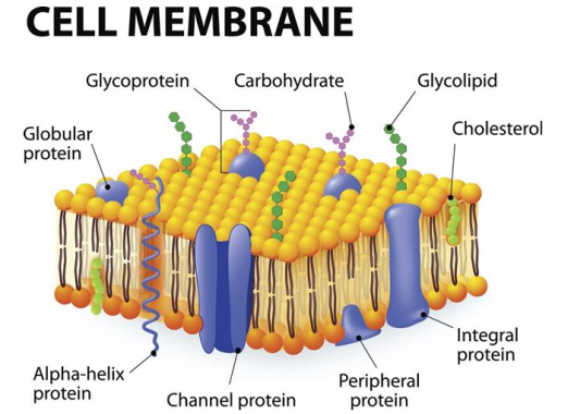 Detail Gambar Membran Sel Nomer 5