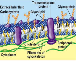 Detail Gambar Membran Sel Dan Bagiannya Nomer 15