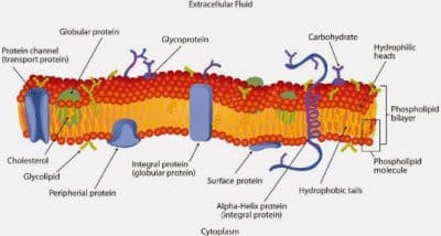 Detail Gambar Membran Sel Dan Bagiannya Nomer 3