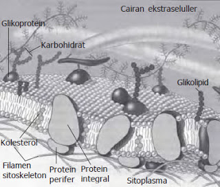 Detail Gambar Membran Sel Dan Bagiannya Nomer 38