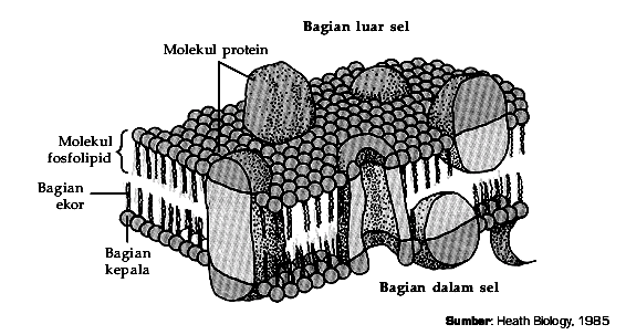 Detail Gambar Membran Sel Dan Bagiannya Nomer 41