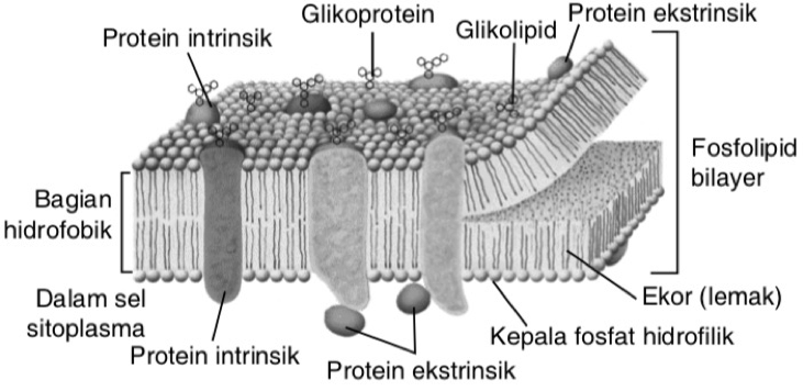 Detail Gambar Membran Sel Dan Bagiannya Nomer 6