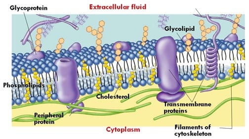 Detail Gambar Membran Sel Dan Bagiannya Nomer 8