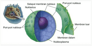 Detail Gambar Membran Sel Hewan Nomer 42