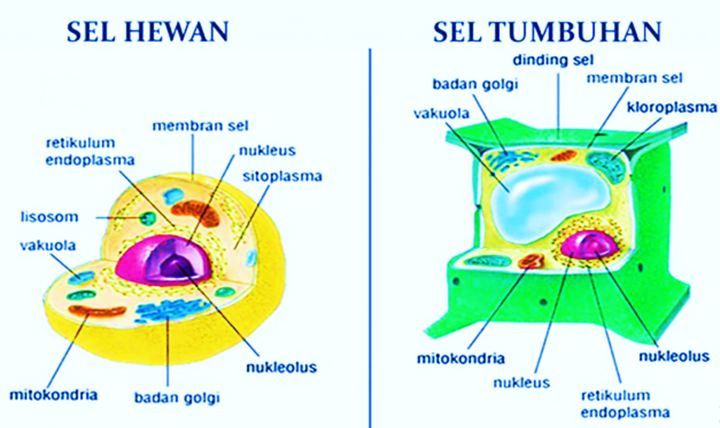 Detail Gambar Membran Sel Tumbuhan Dan Hewan Nomer 15