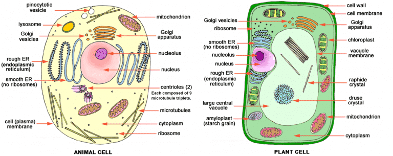 Detail Gambar Membran Sel Tumbuhan Dan Hewan Nomer 17