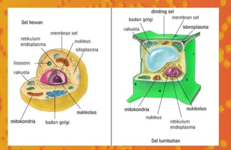 Detail Gambar Membran Sel Tumbuhan Dan Hewan Nomer 24