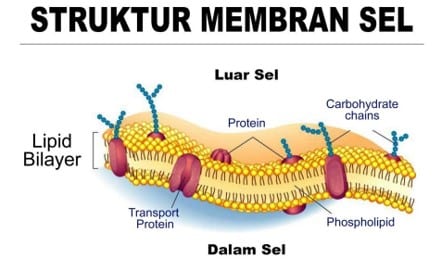 Detail Gambar Membran Sel Tumbuhan Dan Hewan Nomer 36