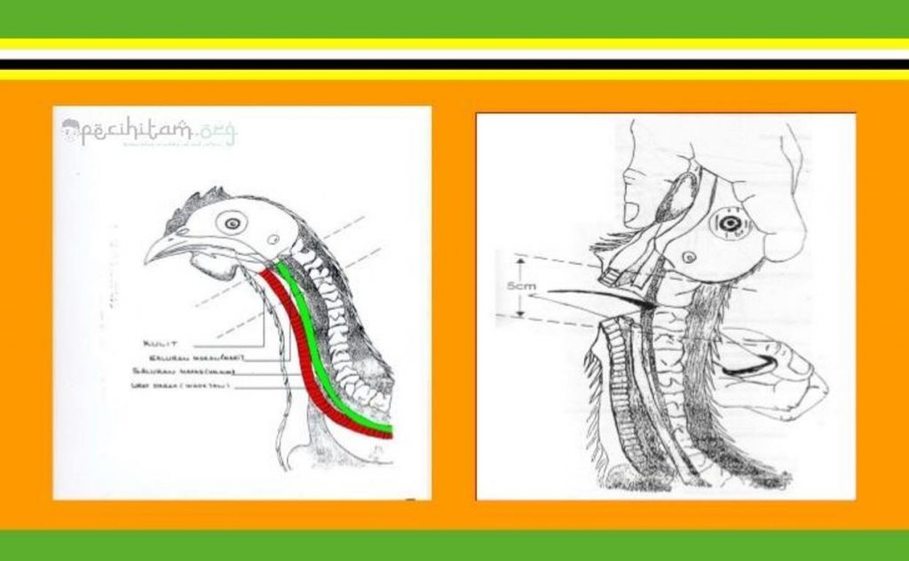 Detail Gambar Memotong Ayam Nomer 13