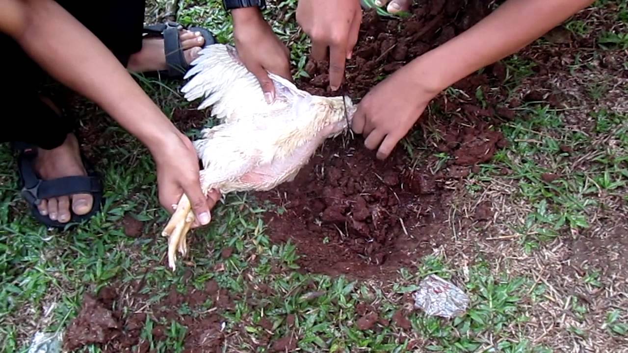 Detail Gambar Memotong Ayam Nomer 3