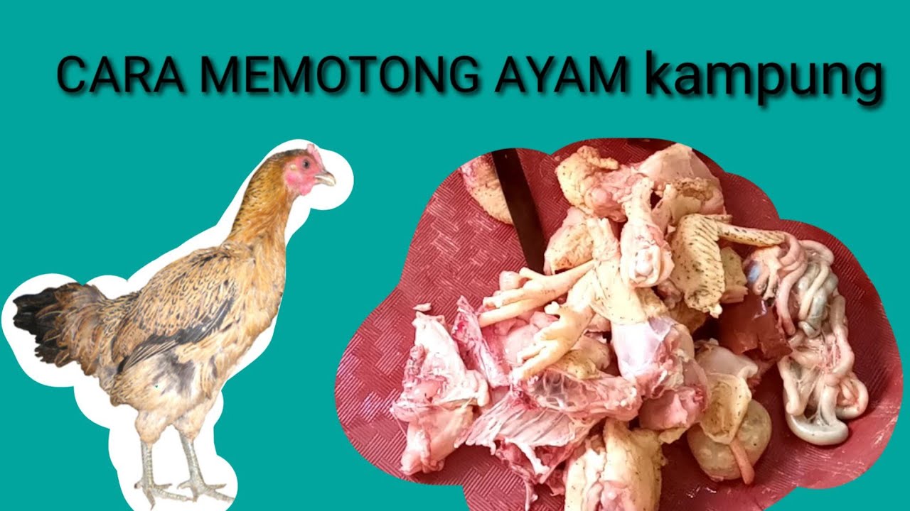 Detail Gambar Memotong Ayam Nomer 33