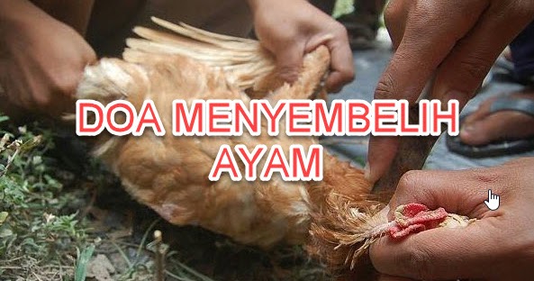 Detail Gambar Memotong Ayam Nomer 48