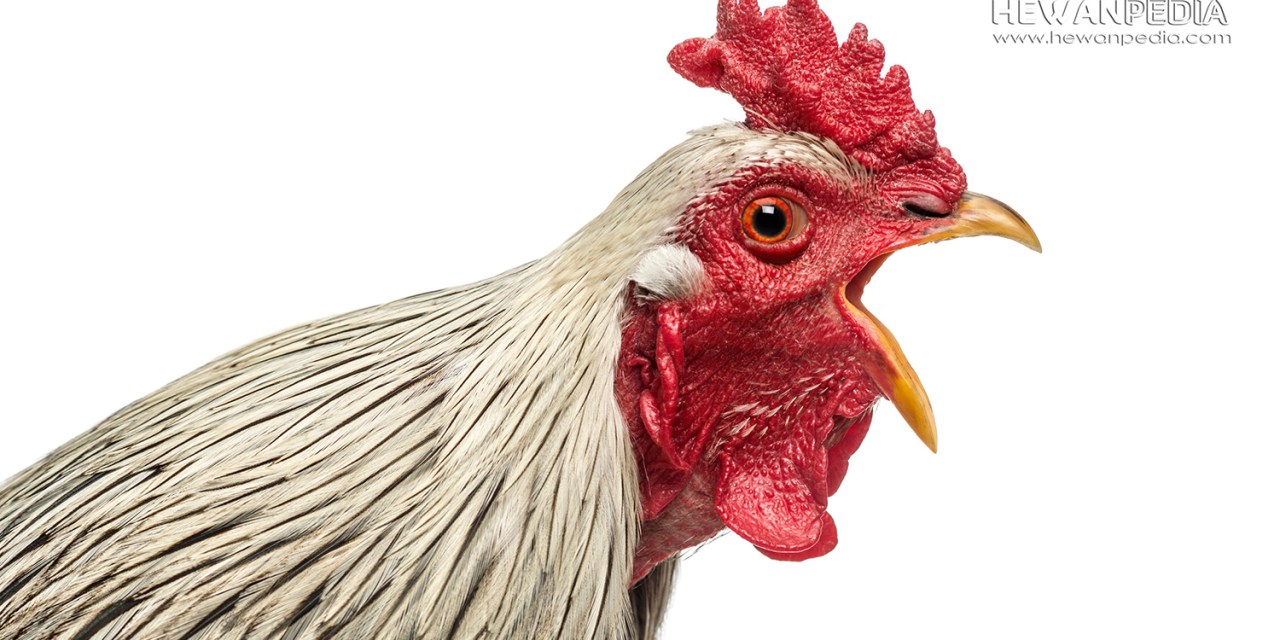 Detail Gambar Memotong Ayam Nomer 53